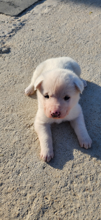 익산유기동물보호소_445468202300283