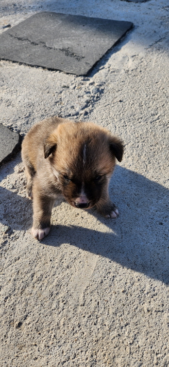 익산유기동물보호소_445468202300284