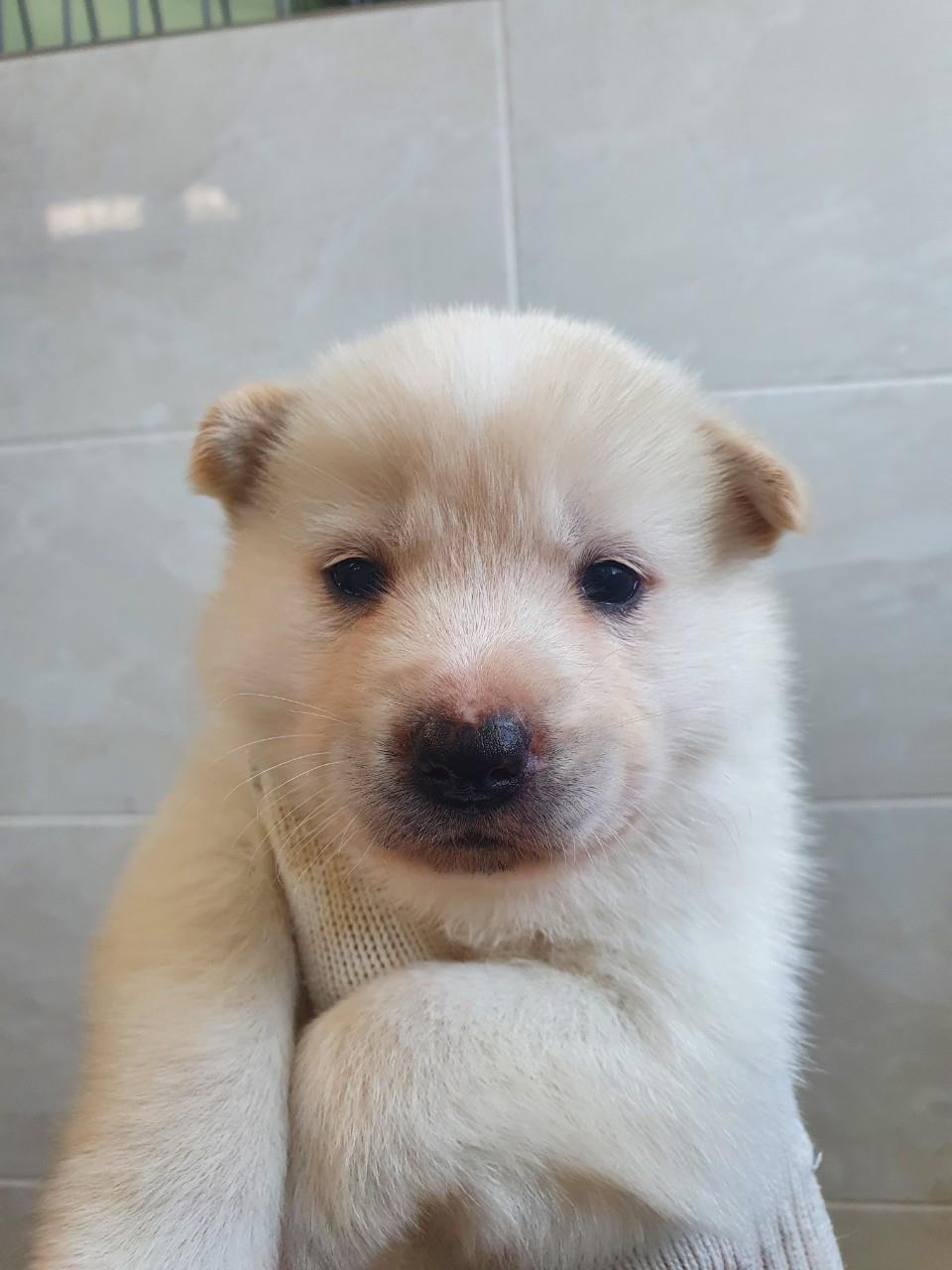 대전동물보호센터_430367202300059