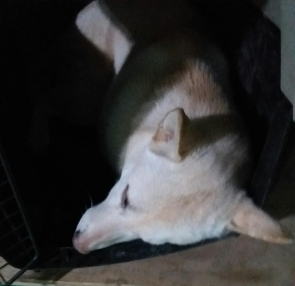 대구유기동물보호협회_427347202300097