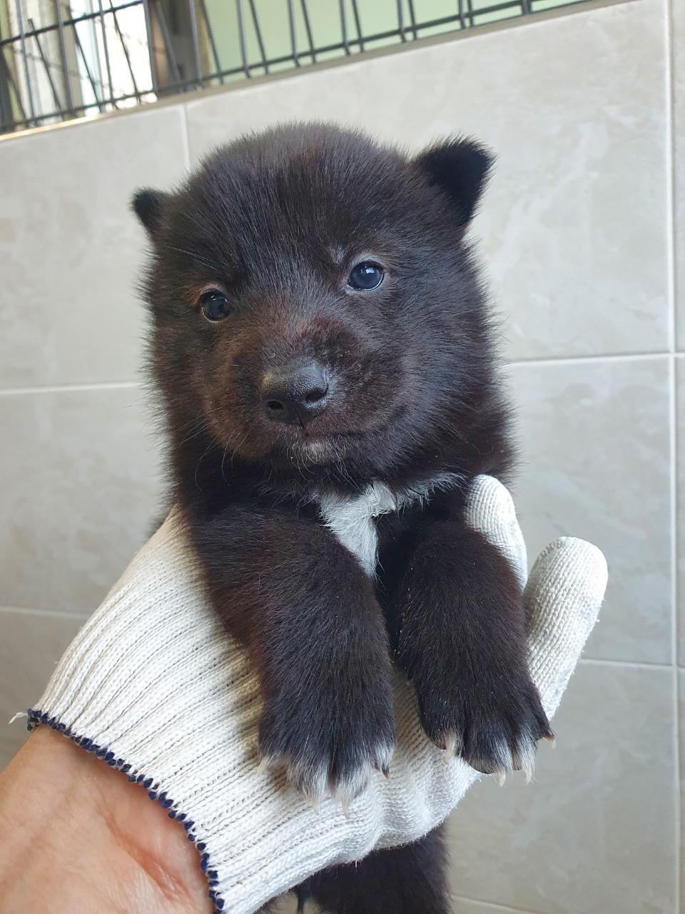 대전동물보호센터_430367202300062