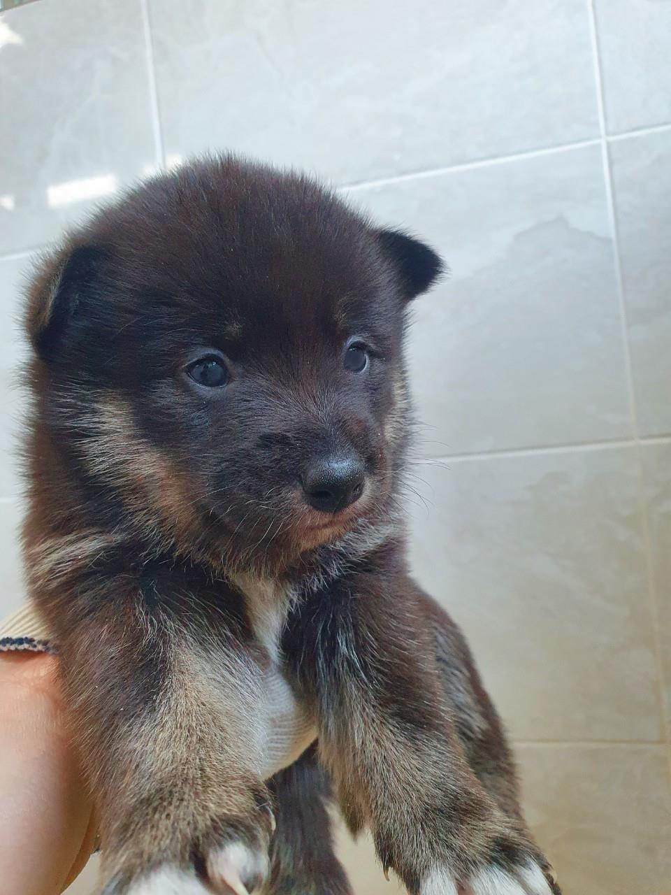 대전동물보호센터_430367202300060