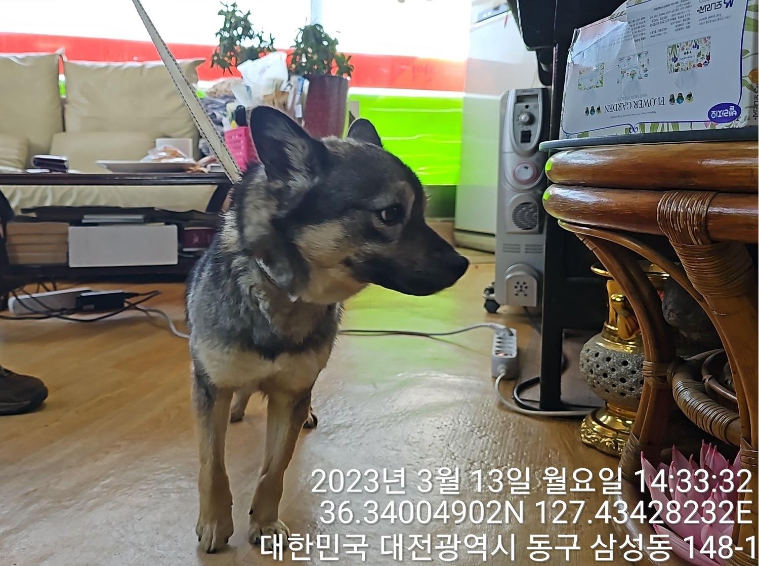 대전동물보호센터_430364202300077