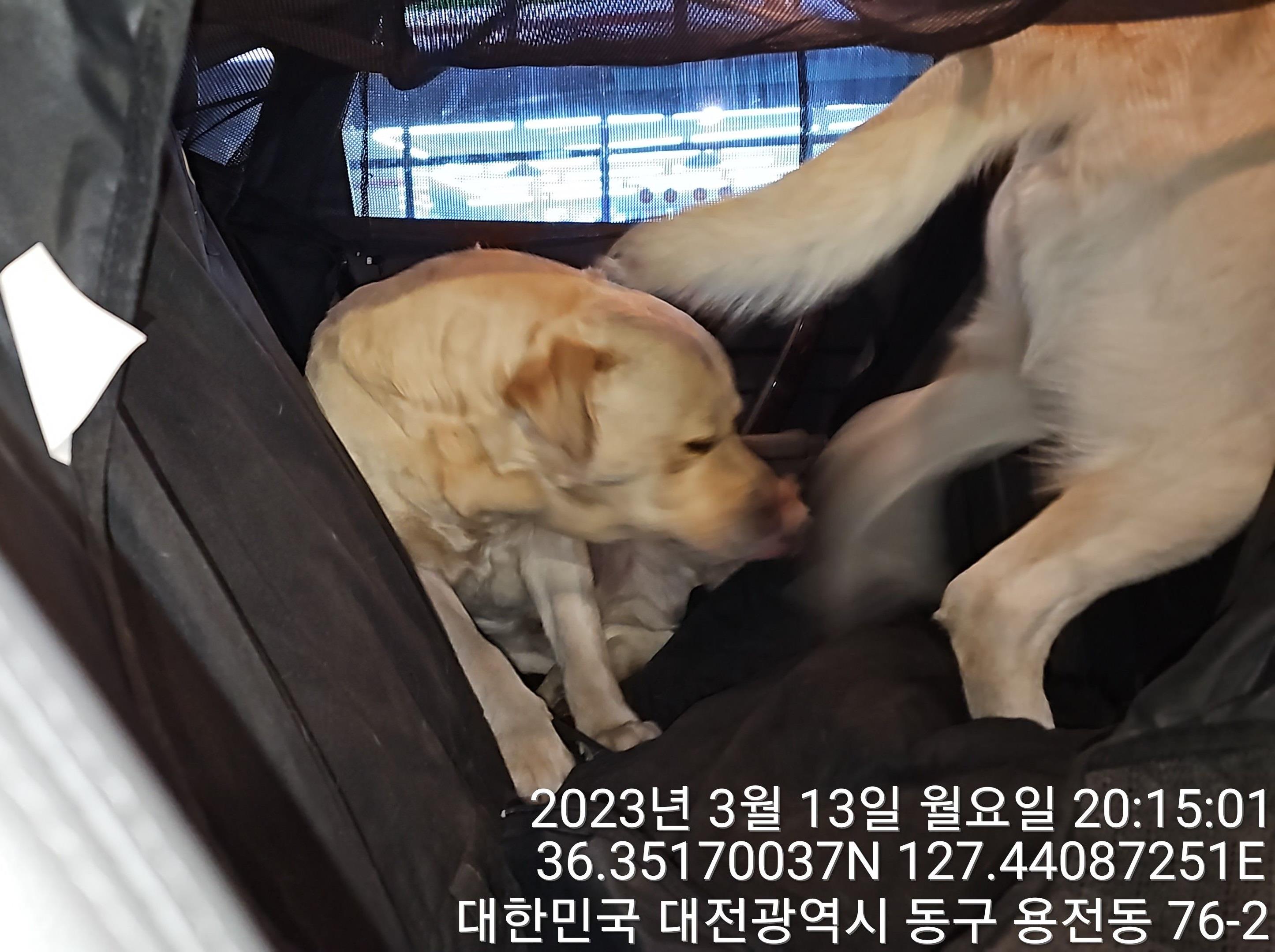 대전동물보호센터_430364202300078