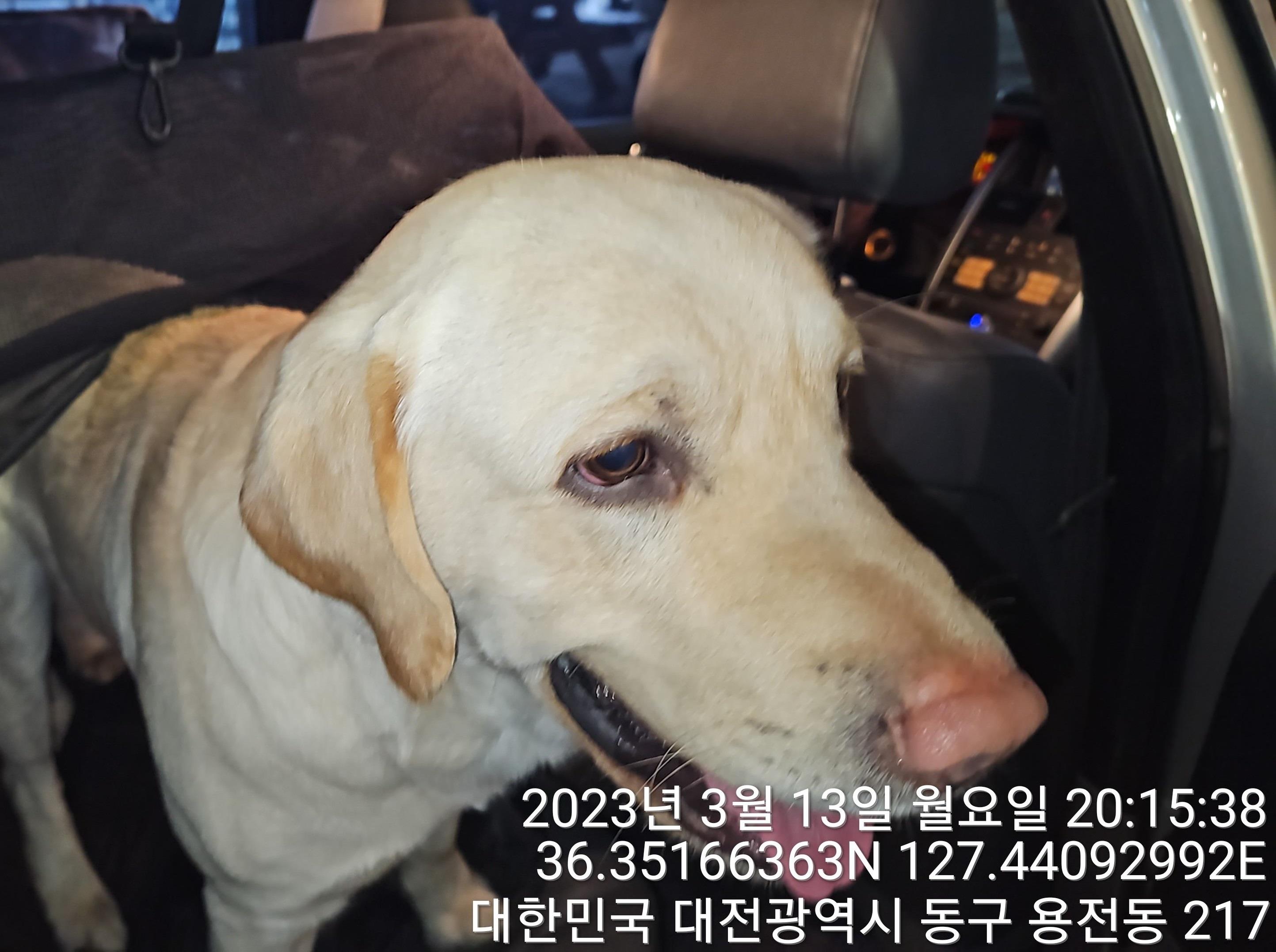 대전동물보호센터_430364202300079