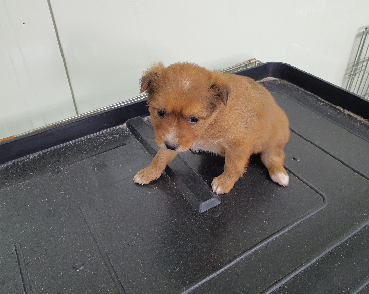 공주시 동물보호소_444450202300048