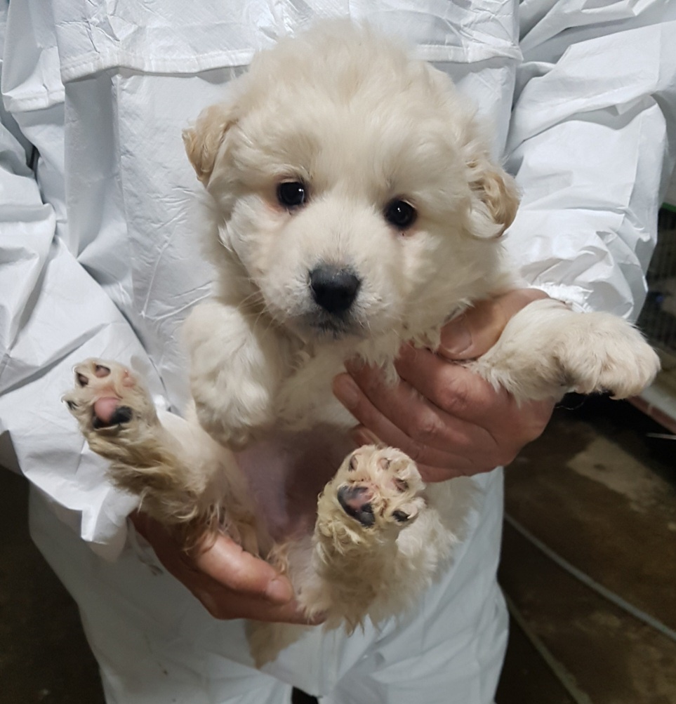 평택시유기동물보호소_441391202300455