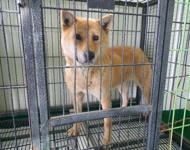 공주시 동물보호소_444450202300046