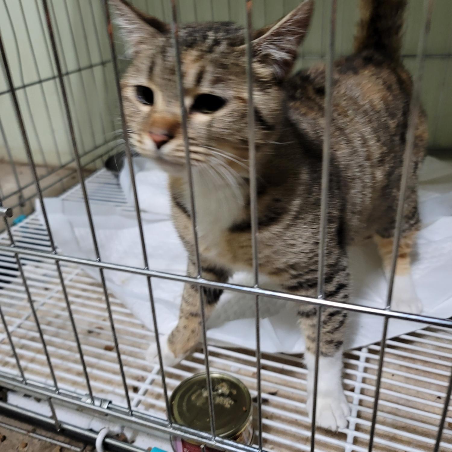 평택시유기동물보호소_441391202300452