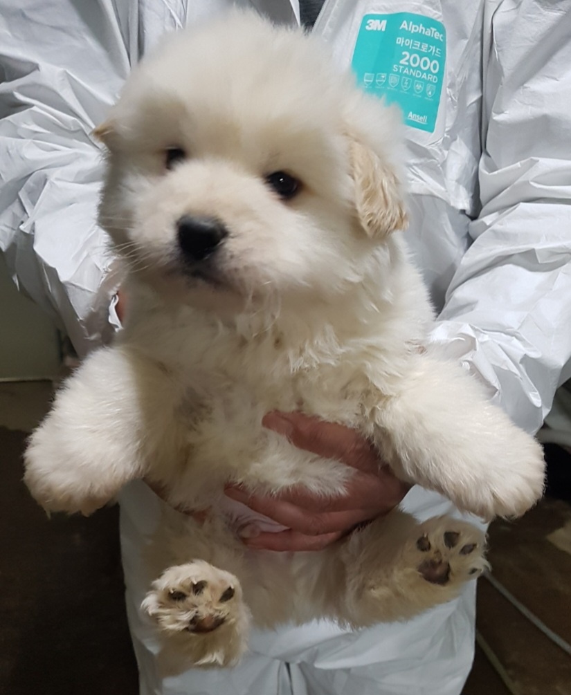 평택시유기동물보호소_441391202300454
