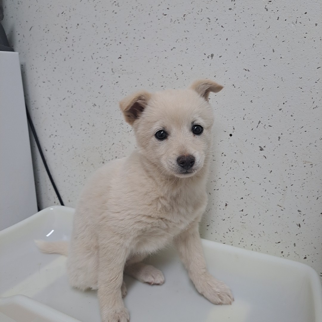 수원시 동물보호센터_441374202300177