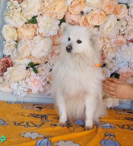 군산유기동물보호센터_445467202300306