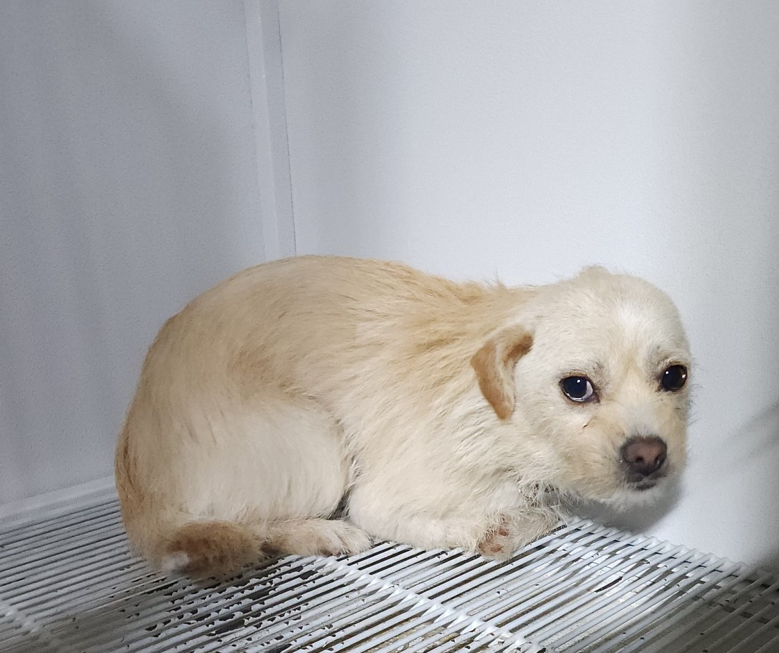 울산유기동물보호센터_431373202300190