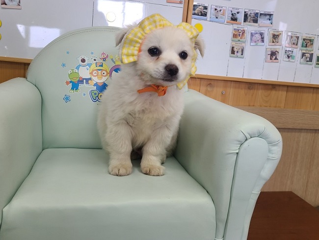 진해유기동물보호소_448532202300216