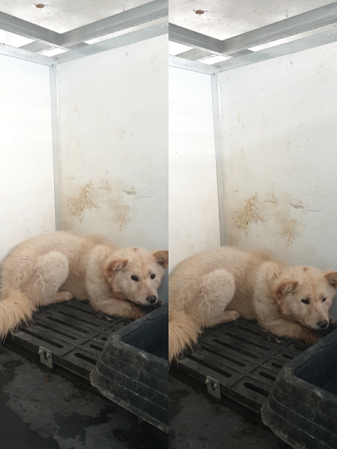 남양동물보호센터_441553202300433