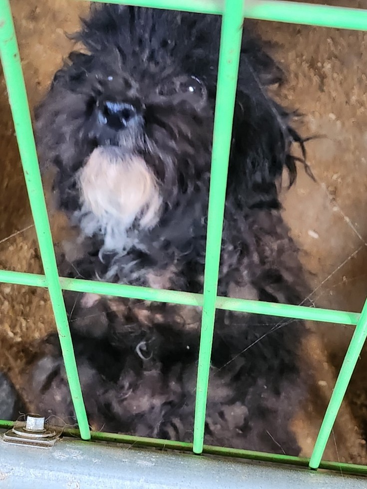 고령군 임시보호소_447520202300139