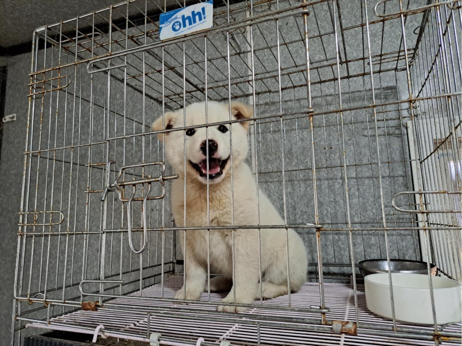 울산유기동물보호센터_431373202300193