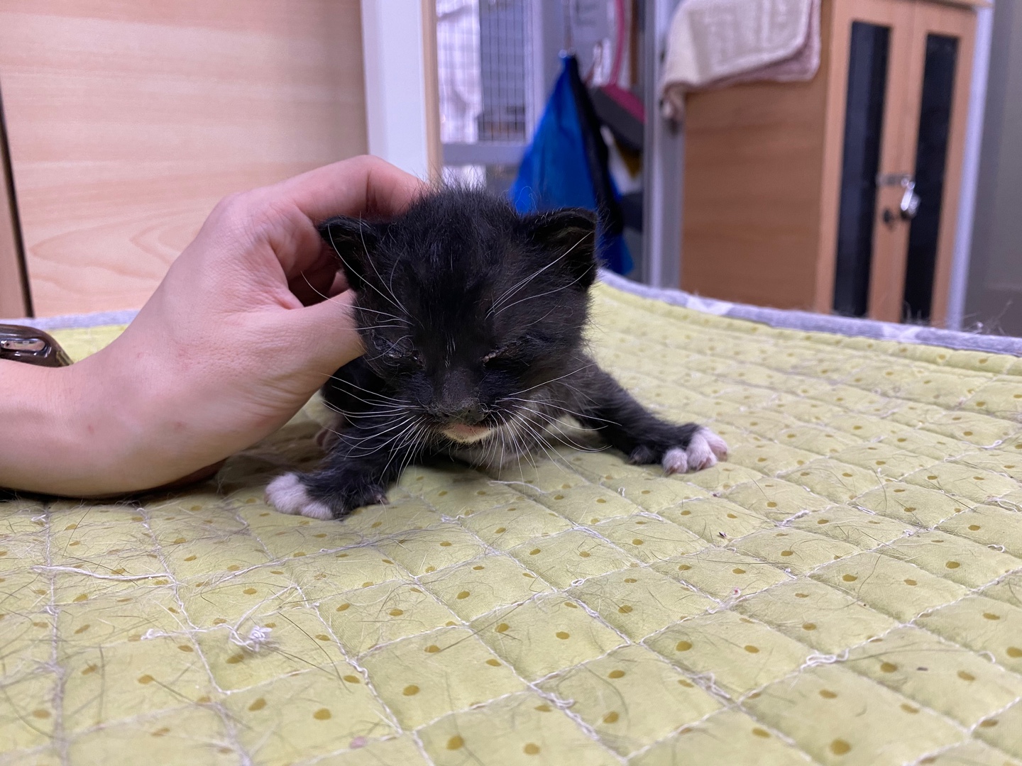 광주 동물보호소_429361202300047