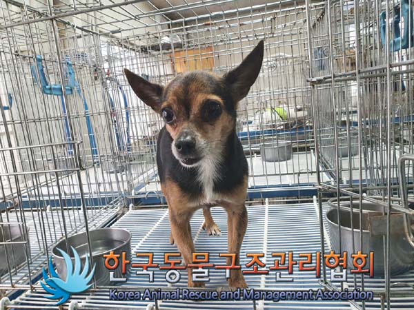 한국동물구조관리협회_411309202300075