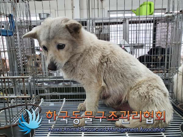 한국동물구조관리협회_441560202300235