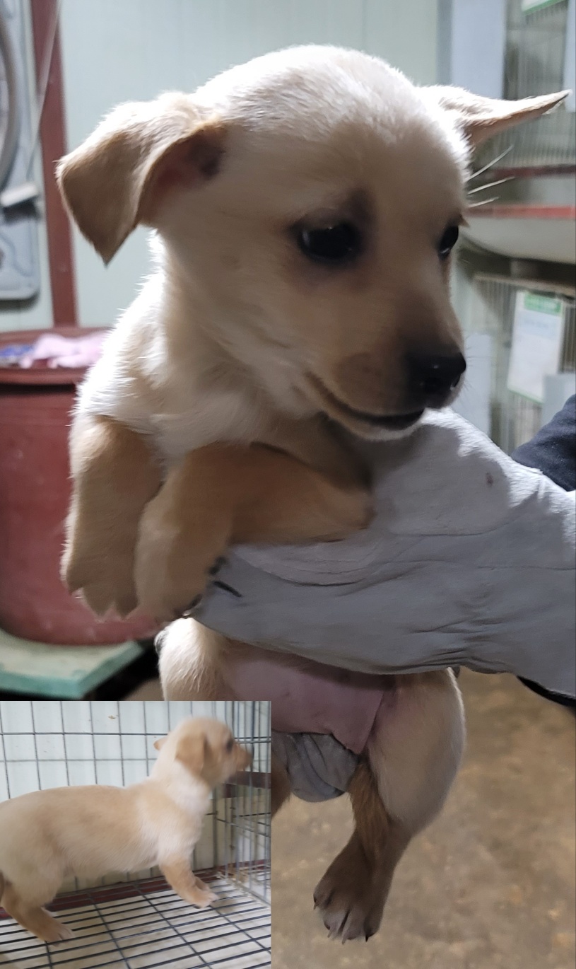 평택시유기동물보호소_441391202300463