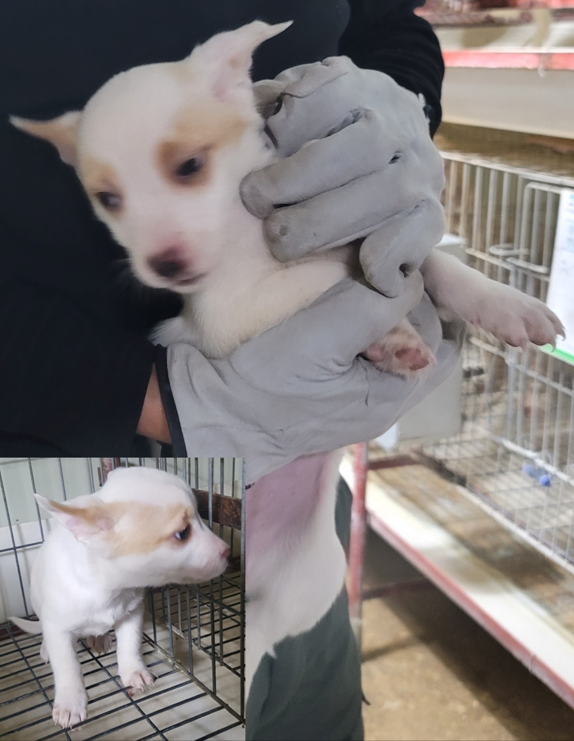 평택시유기동물보호소_441391202300462