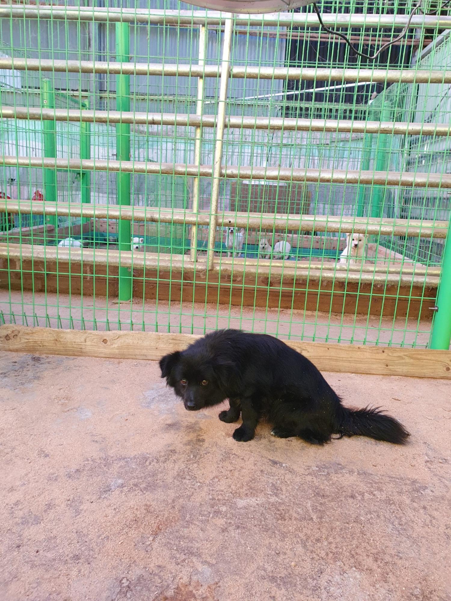 학교동물임시보호센터_446496202300109