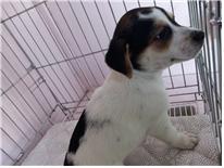 (사)유기동물및동물보호관리협회_426339202300032