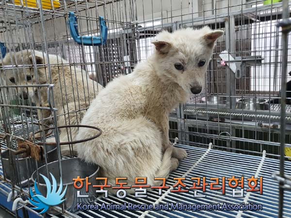 한국동물구조관리협회_441560202300237