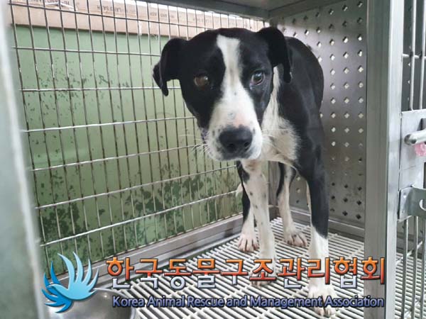 한국동물구조관리협회_441406202300251