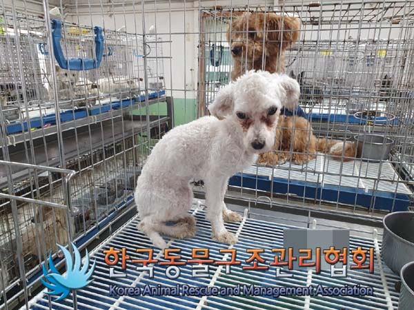 한국동물구조관리협회_441406202300253