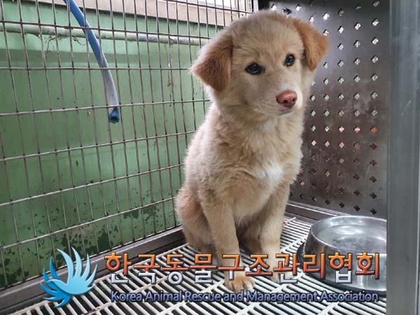 한국동물구조관리협회_441392202300028