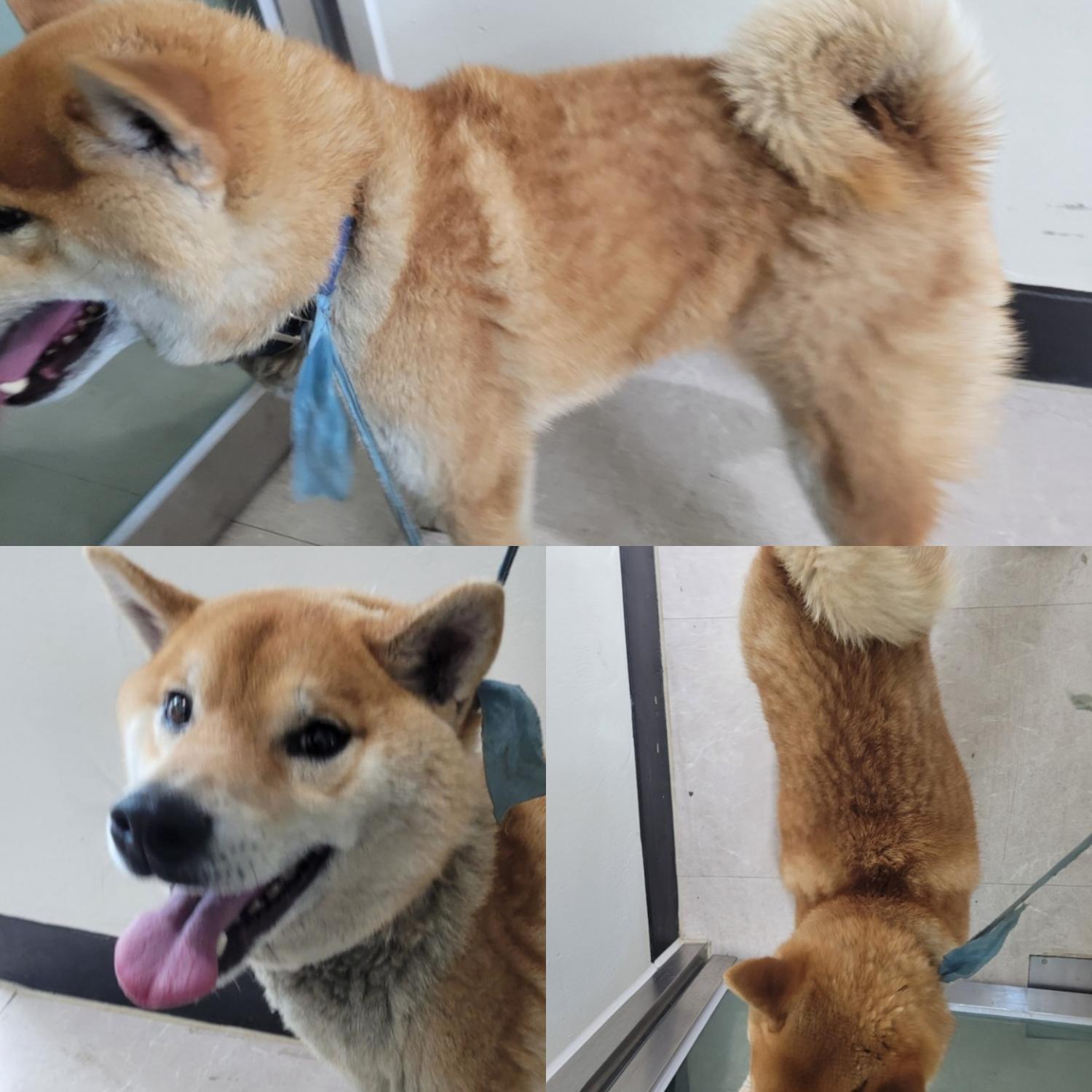 논산시 동물보호센터_444454202300095