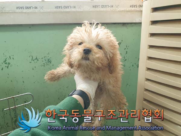 종료(반환) 믹스견…