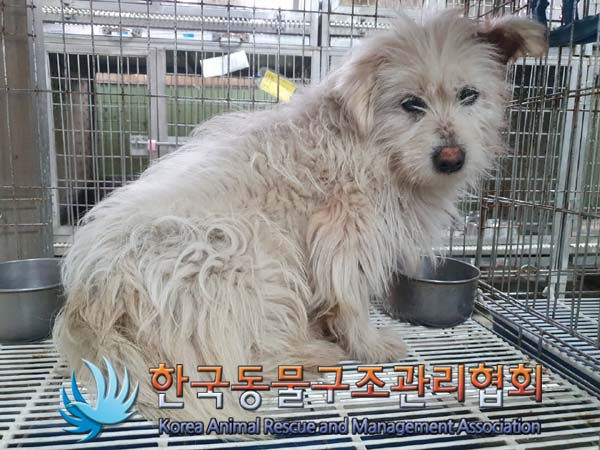 한국동물구조관리협회_441560202300238