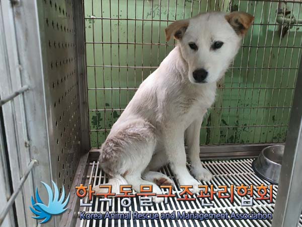한국동물구조관리협회_441559202300104