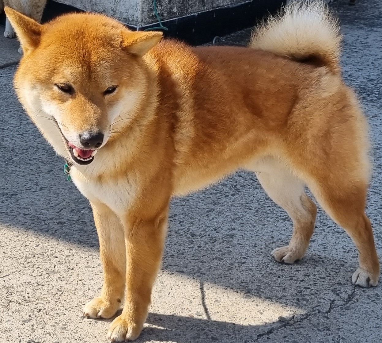 하동군유기동물보호소_448544202300108