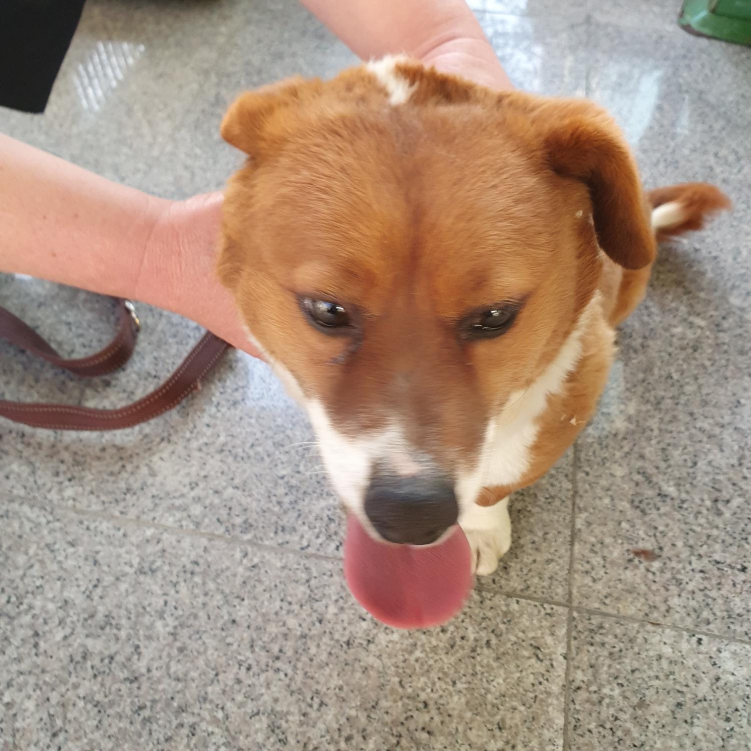 구미시 동물보호센터_447508202300389