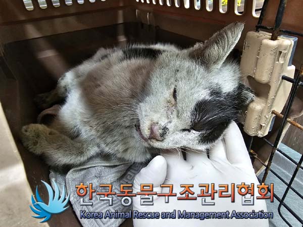 한국동물구조관리협회_411301202300107