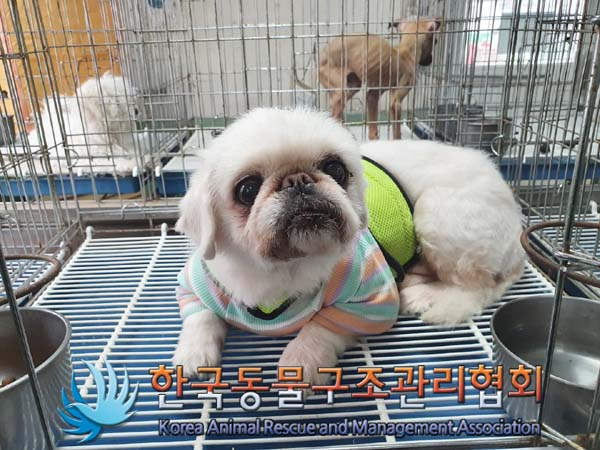 종료(입양) 페키니…