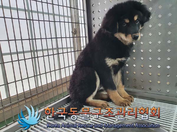 한국동물구조관리협회_441392202300027