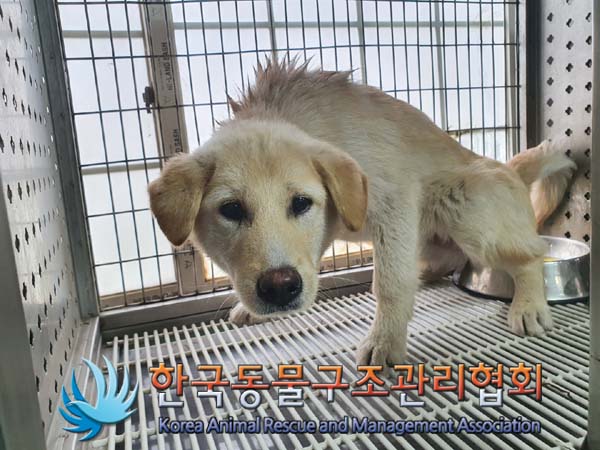 한국동물구조관리협회_441559202300103