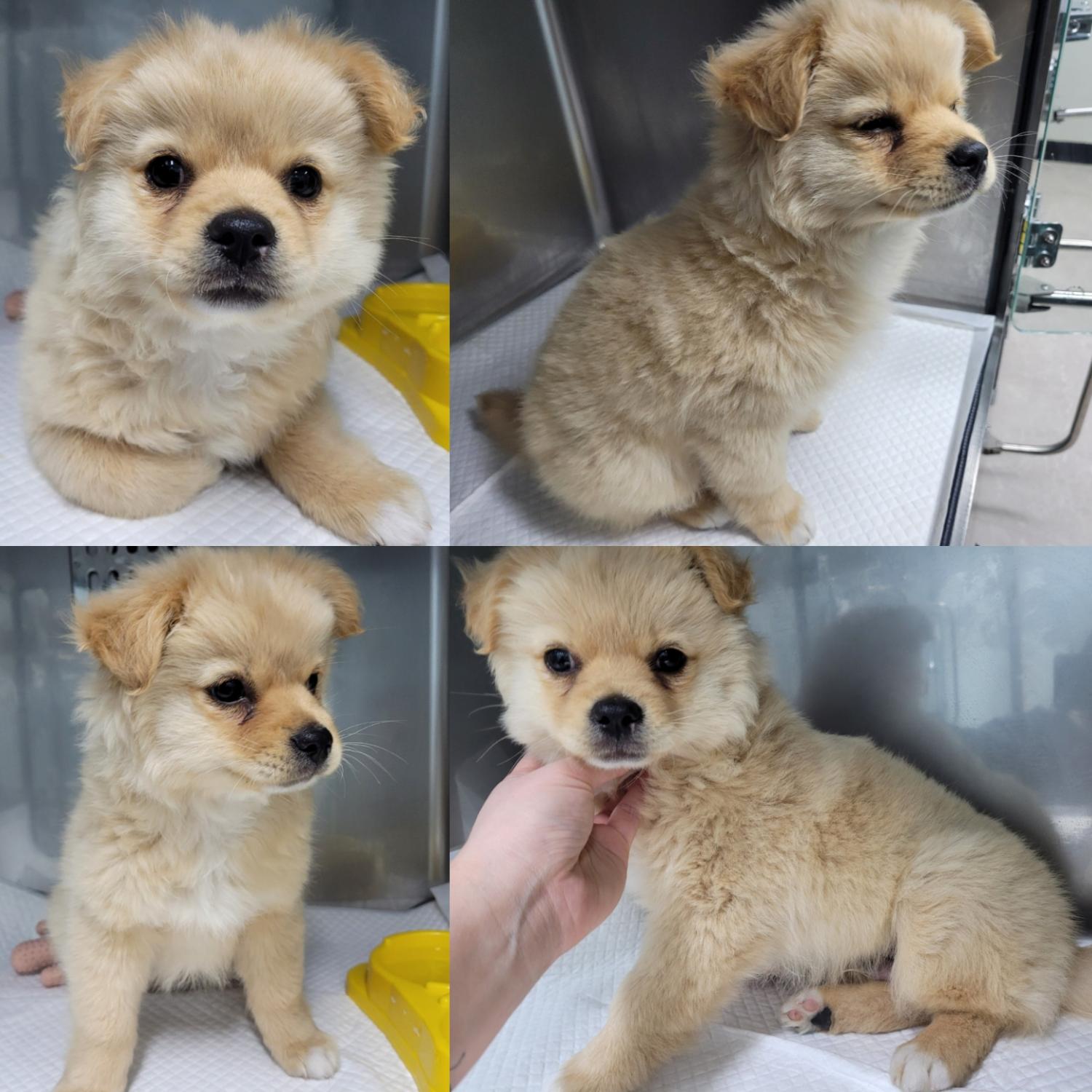 논산시 동물보호센터_444454202300097