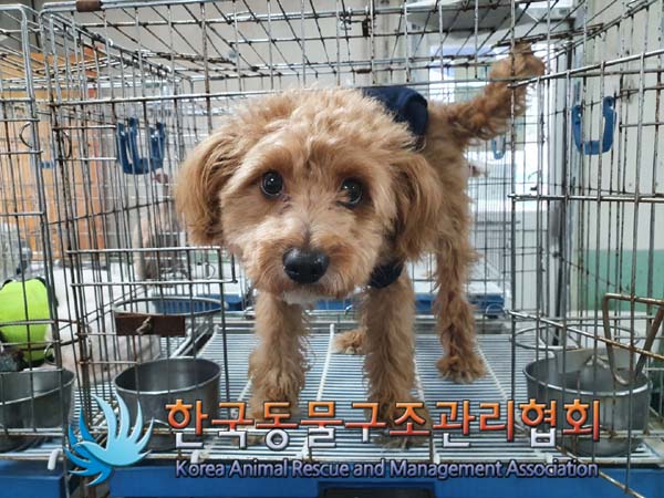 한국동물구조관리협회_441559202300102