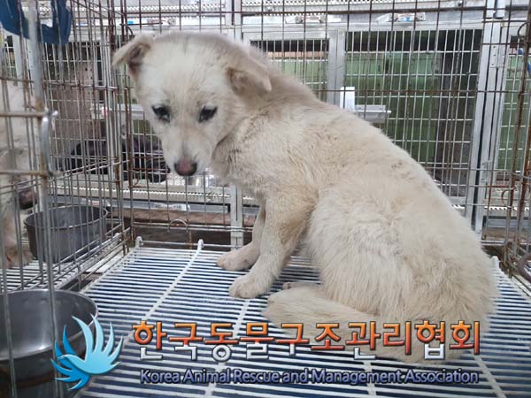 한국동물구조관리협회_441560202300239