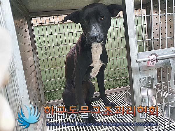 한국동물구조관리협회_441406202300252