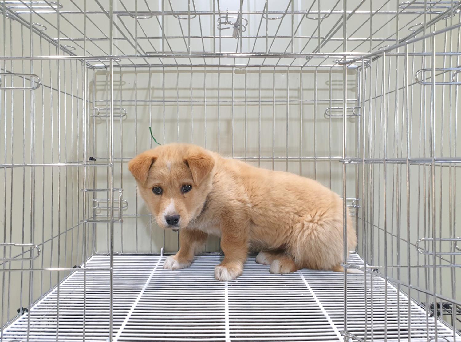 위더스 동물보호센터_441570202300130
