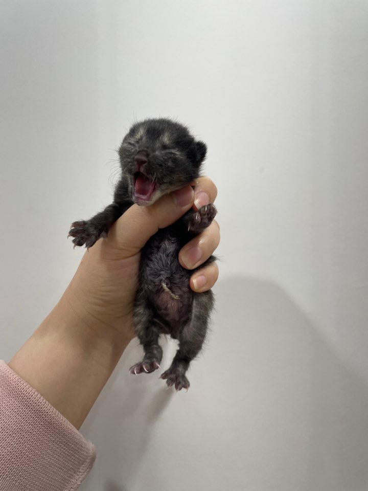 제니스동물병원_427346202300138