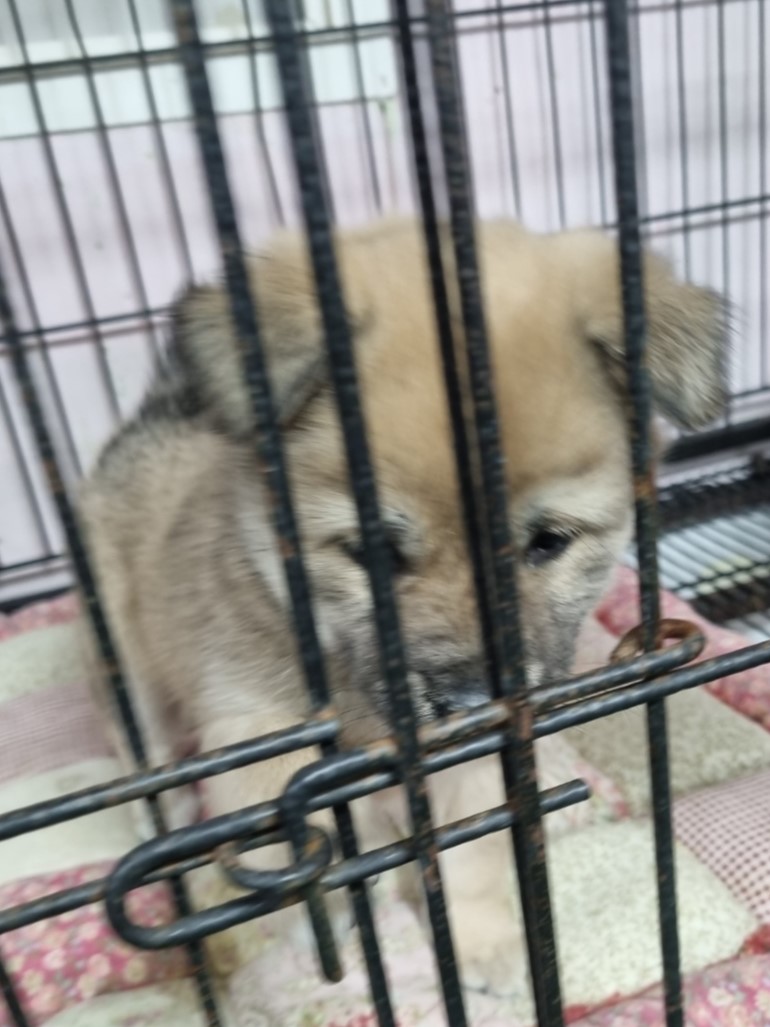 밀양시동물보호센터_448536202300427