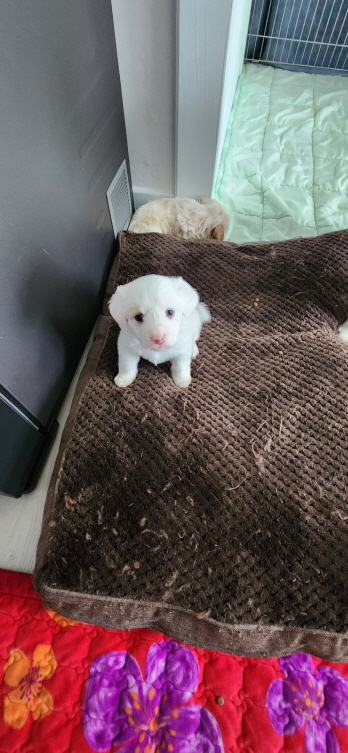 익산유기동물보호소_445468202300295